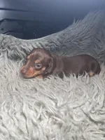 Choco tan boy , a male Miniature Dachshund for sale in Fredericksburg, VA – Photo 4 of 6