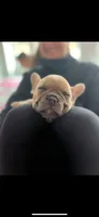 Blue fawn girl , a female French Bulldog for sale in Fredericksburg, VA – 4 of 6