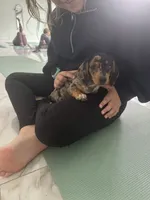 Silver dapple boy , a male Miniature Dachshund for sale in Fredericksburg, VA – 2 of 6