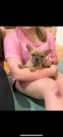 Blue fawn girl , a female French Bulldog for sale in Fredericksburg, VA – 1 of 6