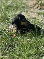 Black tan girl , a female Miniature Dachshund for sale in Fredericksburg, VA – Photo 3 of 3