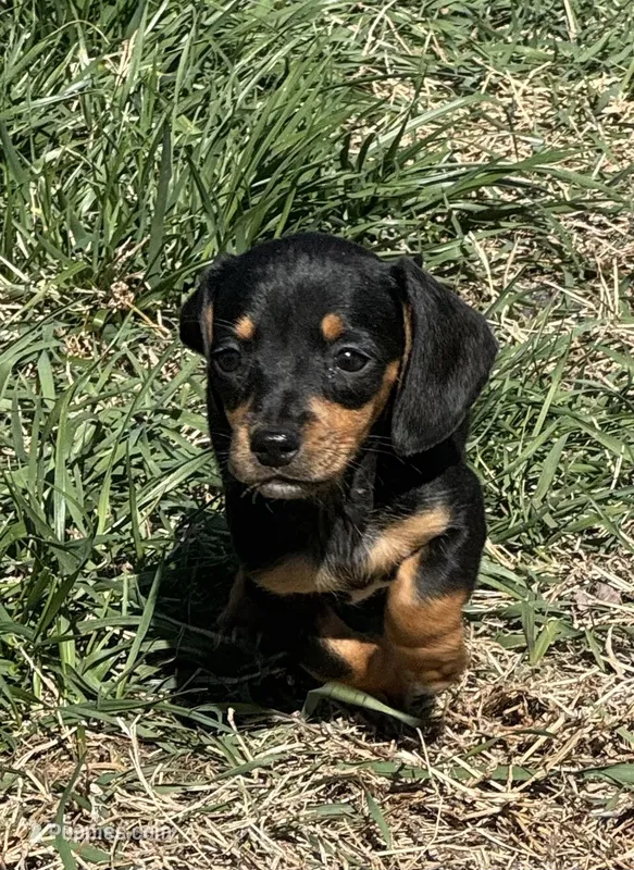 Black tan girl  – Miniature Dachshund puppy for sale in Fredericksburg, VA