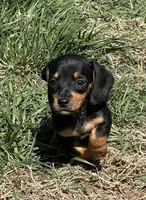 Black tan girl , a female Miniature Dachshund for sale in Fredericksburg, VA – Photo 1 of 3