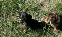 Black tan girl , a female Miniature Dachshund for sale in Fredericksburg, VA – Photo 2 of 3