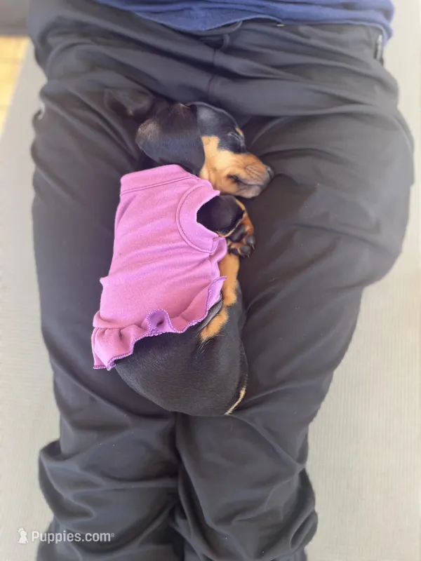 Black tan girl  – Miniature Dachshund puppy for sale in Fredericksburg, VA