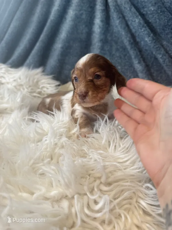 Longhair red dapple  – Miniature Dachshund puppy for sale in Fredericksburg, VA