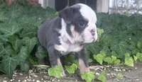 Blue tan girl , a female English Bulldog for sale in Fredericksburg, VA – 2 of 8
