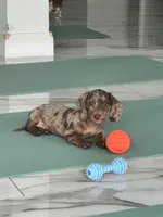 Choco dapple , a male Miniature Dachshund for sale in Fredericksburg, VA – 1 of 5