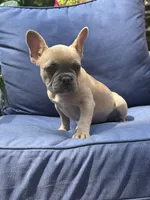 Blue fawn girl , a female French Bulldog for sale in Fredericksburg, VA – 1 of 1