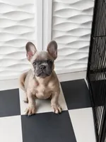 Blue fawn girl , a female French Bulldog for sale in Fredericksburg, VA – 2 of 6