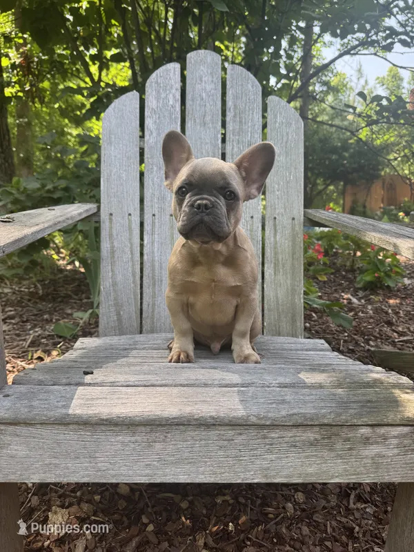 Blue sable boy  – French Bulldog puppy for sale in Fredericksburg, VA