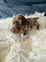 Choco dapple , a male Miniature Dachshund for sale in Fredericksburg, VA – 2 of 3