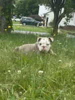 Lilac tan 1 , a male English Bulldog for sale in Fredericksburg, VA – 3 of 6