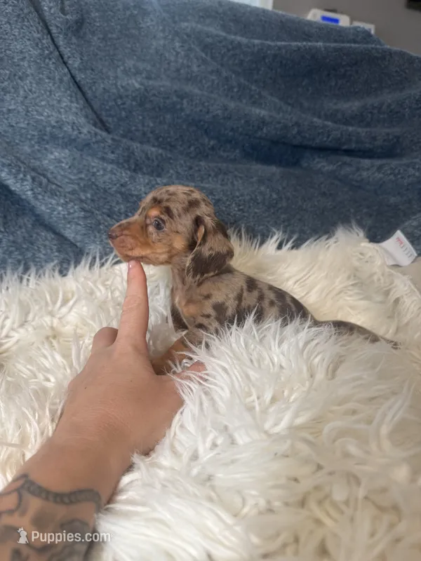 Choco dapple boy 2 – Miniature Dachshund puppy for sale in Fredericksburg, VA