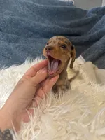 Choco dapple boy 2, a male Miniature Dachshund for sale in Fredericksburg, VA – 1 of 4