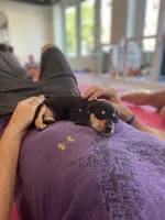 Daisy, a female Miniature Dachshund for sale in Fredericksburg, VA – Photo 2 of 9