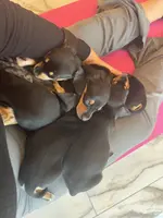 Daisy, a female Miniature Dachshund for sale in Fredericksburg, VA – Photo 4 of 9