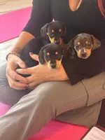 Daisy, a female Miniature Dachshund for sale in Fredericksburg, VA – Photo 3 of 9