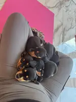 Daisy, a female Miniature Dachshund for sale in Fredericksburg, VA – Photo 9 of 9