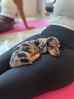 Daisy, a female Miniature Dachshund for sale in Fredericksburg, VA – Photo 6 of 9