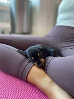 Daisy, a female Miniature Dachshund for sale in Fredericksburg, VA – Photo 7 of 9