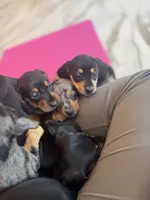 Daisy, a female Miniature Dachshund for sale in Fredericksburg, VA – Photo 8 of 9