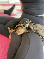 Daisy, a female Miniature Dachshund for sale in Fredericksburg, VA – Photo 1 of 9