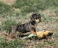 Silver dapple , a male Miniature Dachshund for sale in Fredericksburg, VA – Photo 2 of 2