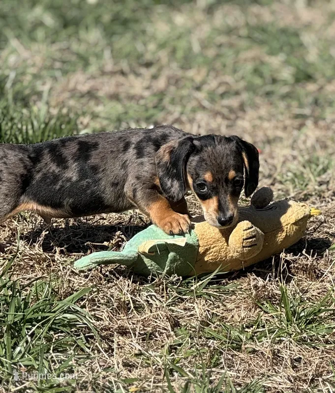 Silver dapple  – Miniature Dachshund puppy for sale in Fredericksburg, VA