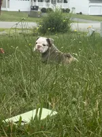 Lilac tan 1 , a male English Bulldog for sale in Fredericksburg, VA – 2 of 6