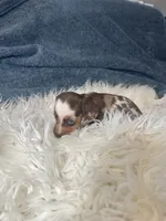 Choco dapple boy , a male Miniature Dachshund for sale in Fredericksburg, VA – 2 of 3