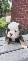 Blue tan girl , a female English Bulldog for sale in Fredericksburg, VA – 1 of 8