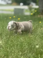 Lilac tan boy 2 , a male English Bulldog for sale in Fredericksburg, VA – 2 of 6