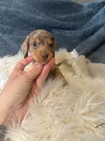Choco dapple boy 2, a male Miniature Dachshund for sale in Fredericksburg, VA – 2 of 4