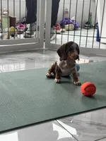 Choco dapple , a female Miniature Dachshund for sale in Fredericksburg, VA – 5 of 5