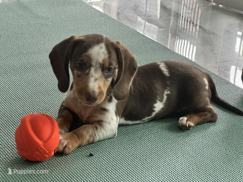Choco dapple  – Miniature Dachshund puppy for sale in Fredericksburg, VA