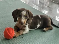 Choco dapple , a female Miniature Dachshund for sale in Fredericksburg, VA – 1 of 5