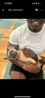 Blue fawn girl , a female French Bulldog for sale in Fredericksburg, VA – 6 of 6