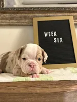 Lilac Merle boy 1, a male English Bulldog for sale in Fredericksburg, VA – 1 of 1