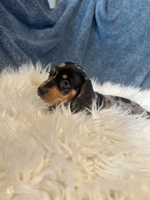 Silver dapple boy  – Miniature Dachshund puppy for sale in Fredericksburg, VA