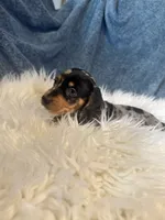 Silver dapple boy , a male Miniature Dachshund for sale in Fredericksburg, VA – 1 of 2