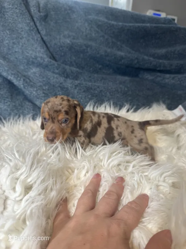 Choco dapple boy 2 – Miniature Dachshund puppy for sale in Fredericksburg, VA