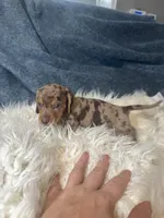 Choco dapple boy 2, a male Miniature Dachshund for sale in Fredericksburg, VA – 4 of 4
