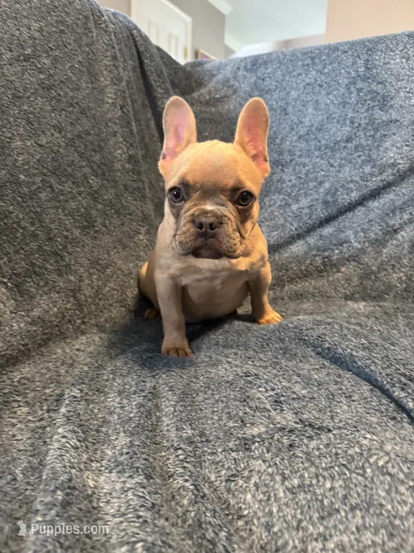 Blue fawn girl  – French Bulldog puppy for sale in Fredericksburg, VA