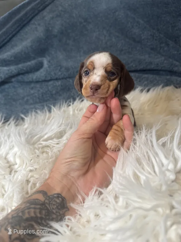 Choco dapple  – Miniature Dachshund puppy for sale in Fredericksburg, VA