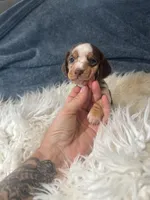Choco dapple , a female Miniature Dachshund for sale in Fredericksburg, VA – 1 of 2
