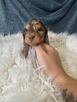Choco dapple boy, a male Miniature Dachshund for sale in Fredericksburg, VA – 2 of 3
