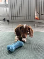 Longhair red dapple , a female Miniature Dachshund for sale in Fredericksburg, VA – 2 of 5