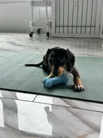 Silver dapple boy , a male Miniature Dachshund for sale in Fredericksburg, VA – 3 of 6