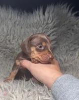 Choco tan boy , a male Miniature Dachshund for sale in Fredericksburg, VA – Photo 1 of 6